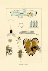 Moluscos